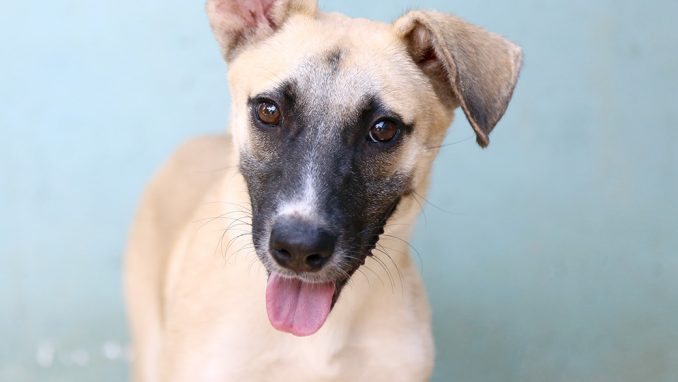 ג'ורג' כלב לאימוץ אגודת צער בעלי חיים בישראל