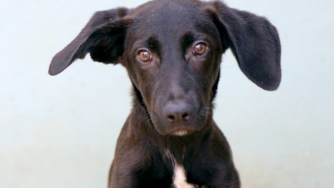 טופאק כלב לאימוץ אגודת צער בעלי חיים בישראל