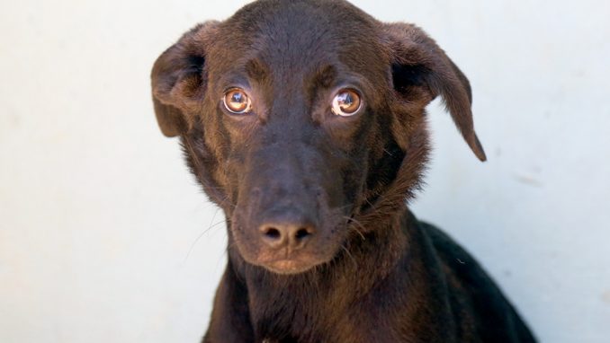 קלי כלבה לאימוץ אגודת צער בעלי חיים בישראל