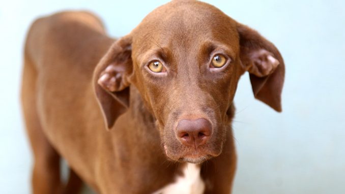 גוצ'י כלבה לאימוץ אגודת צער בעלי חיים בישראל