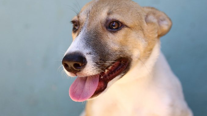 יהודה כלב לאימוץ אגודת צער בעלי חיים בישראל