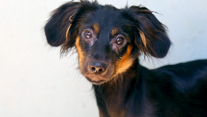 טופי כלב לאימוץ אגודת צער בעלי חיים בישראל