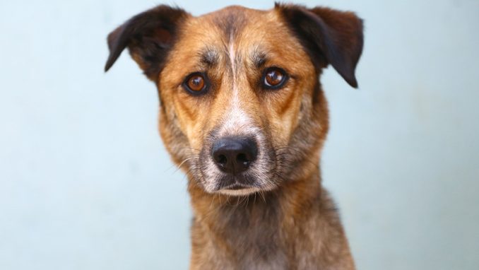 פופו כלב לאימוץ אגודת צער בעלי חיים בישראל