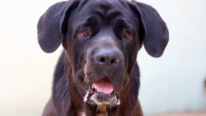 דובה כלבה לאימוץ אגודת צער בעלי חיים בישראל