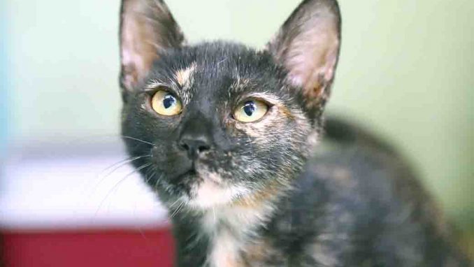 סופי חתולה לאימוץ אגודת צער בעלי חיים בישראל