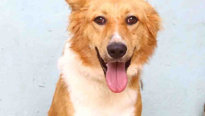 קאיה כלבה לאימוץ אגודת צער בעלי חיים בישראל