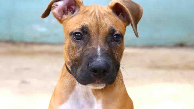 צ'ירו כלב לאימוץ אגודת צער בעלי חיים בישראל