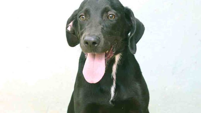 טאיה כלבה לאימוץ אגודת צער בעלי חיים בישראל