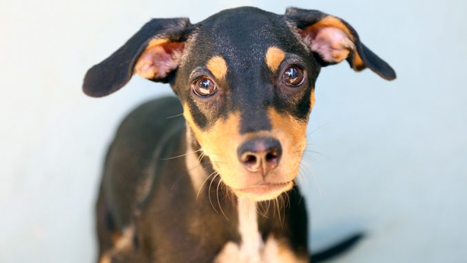 תומס כלב לאימוץ אגודת צער בעלי חיים בישראל