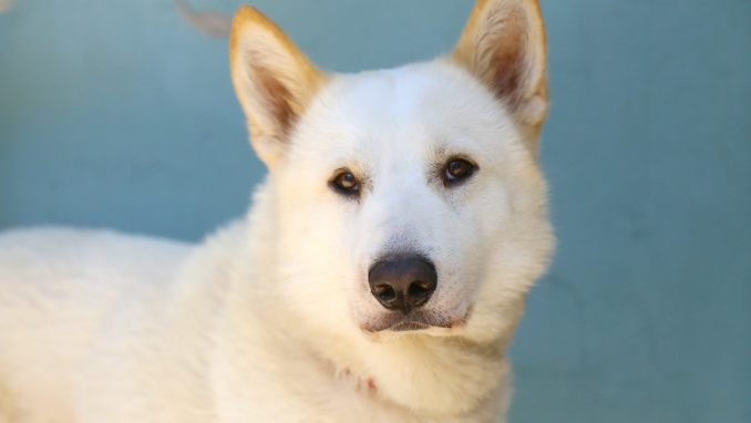 טאקי כלב לאימוץ אגודת צער בעלי חיים בישראל