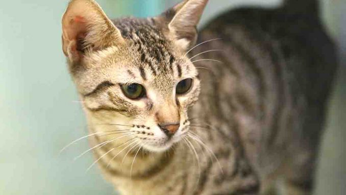 טטריס חתול לאימוץ אגודת צער בעלי חיים בישראל