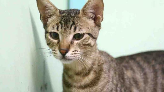 פליקס חתול לאימוץ אוגדת צער בעלי חיים בישראל