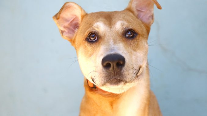 רקס כלב לאימוץ אגודת צער בעלי חיים בישראל
