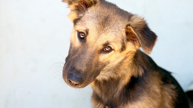 סיני כלבה לאימוץ אגודת צער בעלי חיים בישראל