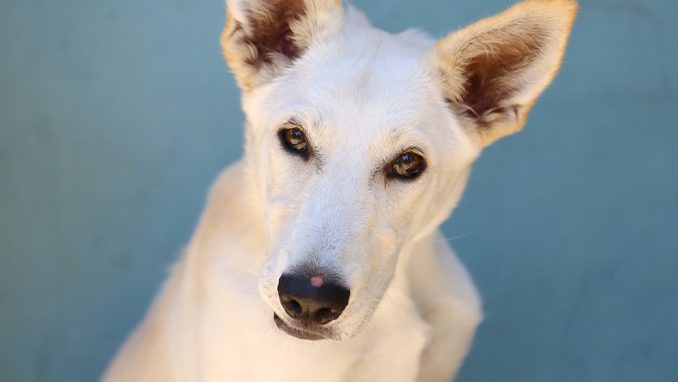 מיסטי כלבה לאימוץ אגודת צער בעלי חיים בישראל