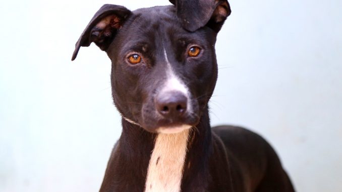 ג'סי כלבה לאימוץ אגודת צער בעלי חיים בישראל