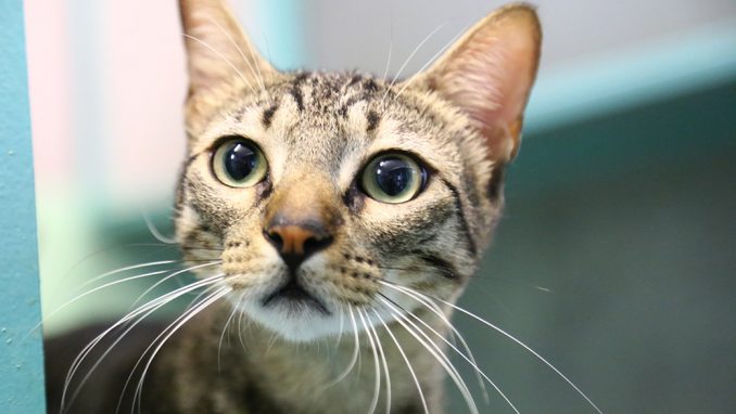 טופי חתול לאימוץ אגודת צער בעלי חיים בישראל