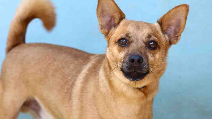 דובי כלב לאימוץ אגודת צער בעלי חיים בישראל