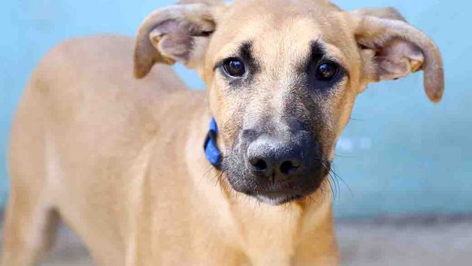 צ'וץ' כלבה לאימוץ אגודת צער בעלי חיים בישראל