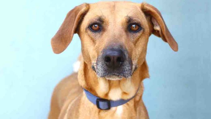 טופי כלבה לאימוץ אגודת צער בעלי חיים בישראל