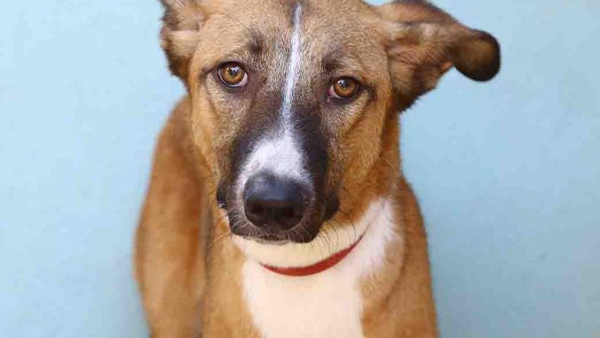 קנדי כלבה לאימוץ אגודת צער בעלי חיים בישראל