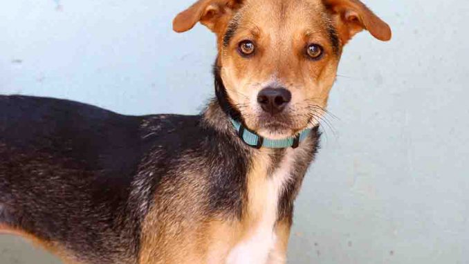 נס כלב לאימוץ אגודת צער בעלי חיים בישראל