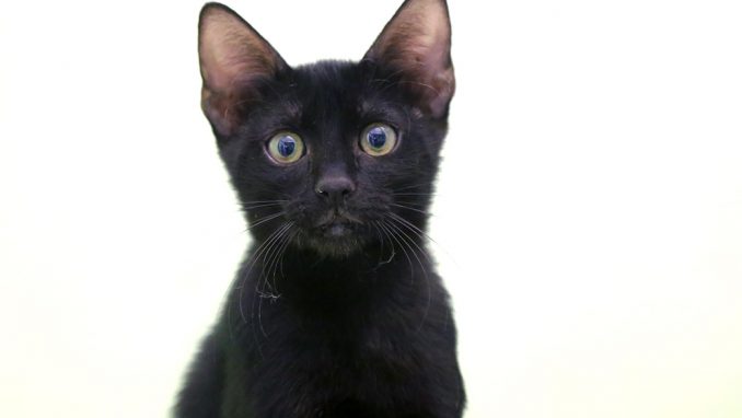 דוד חתול לאימוץ אגודת צער בעלי חיים בישראל