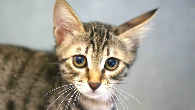 מישקה חתול לאימוץ אגודת צער בעלי חיים בישראל