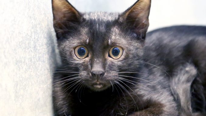 משה חתול לאימוץ אגודת צער בעלי חיים בישראל