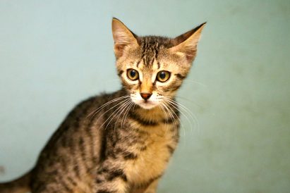 צ'ארלי חתול לאימוץ אגודת צער בעלי חיים בישראל