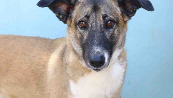 לולה כלבה לאימוץ אגודת צער בעלי חיים בישראל