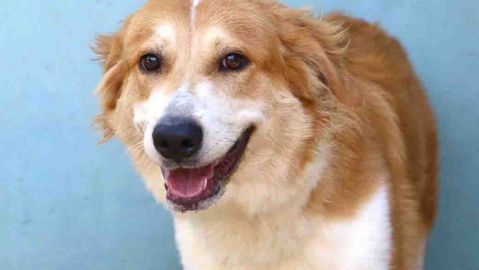 אליזבת כלבה לאימוץ אגודת צער בעלי חיים בישראל