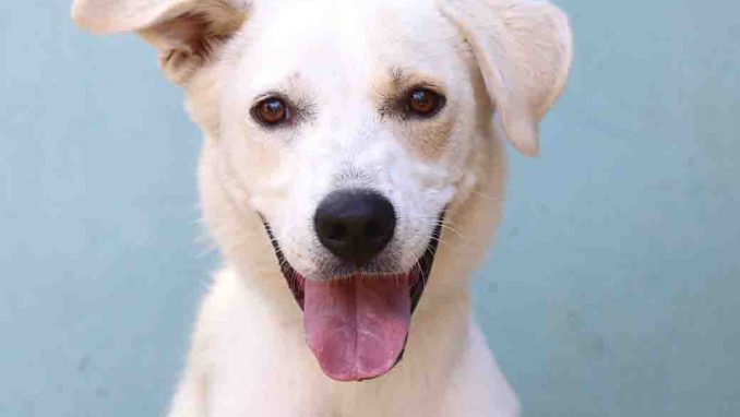 פיט כלב לאימוץ אגודת צער בעלי חיים בישראל