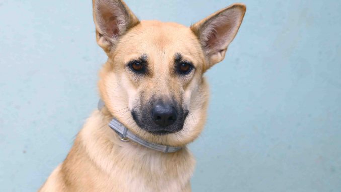 זואי כלבה לאימוץ אגודת צער בעלי חיים בישראל