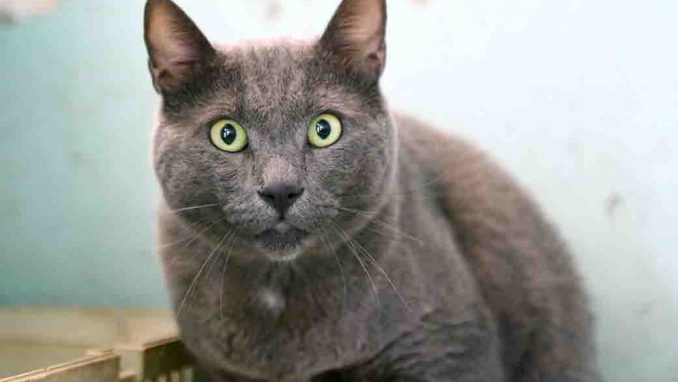 צ'יף חתול לאימוץ אגודת צער בעלי חיים בישראל