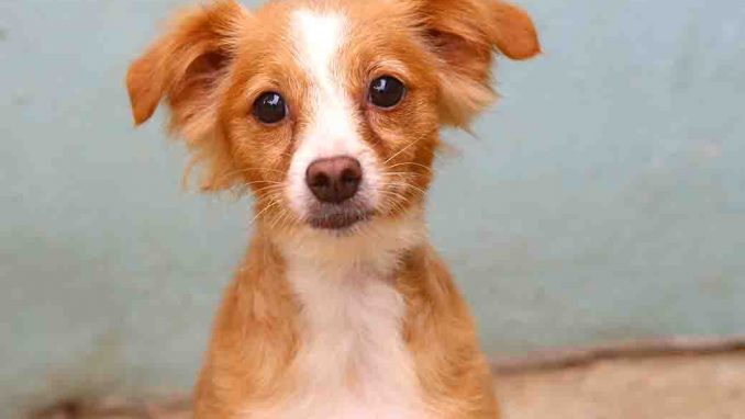 מרי כלבה לאימוץ אגודת צער בעלי חיים בישראל