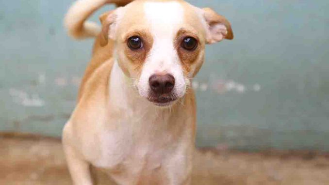 ספארקי כלב לאימוץ אגודת צער בעלי חיים בישראל