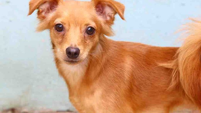 שושן כלב לאימוץ אגודת צער בעלי חיים בישראל