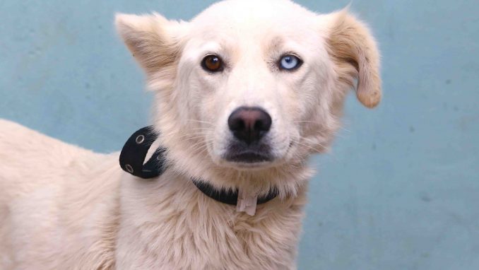 מילקי כלבה לאימוץ אגודת צער בעלי חיים בישראל