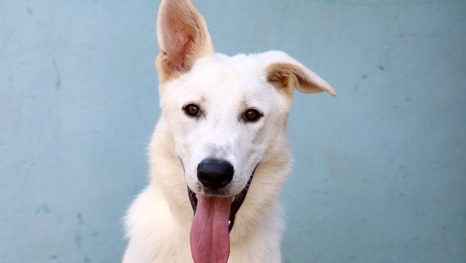 סקאי כלב לאימוץ אגודת צער בעלי חיים בישראל