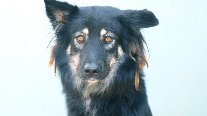 הפי כלבה לאימוץ אגודת צער בעלי חיים בישראל