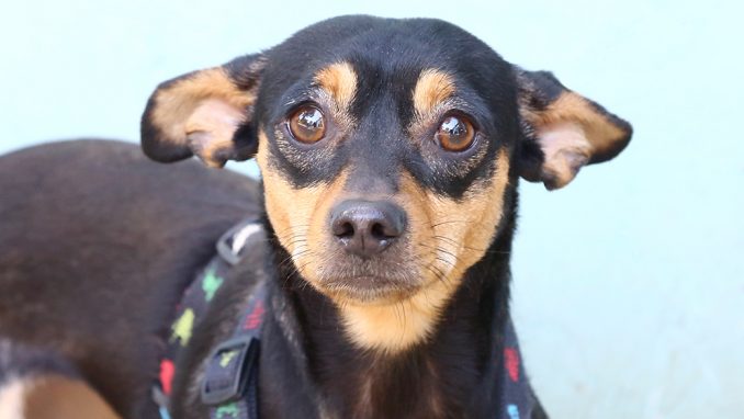 לוקה כלבה לאימוץ אגודת צער בעלי חיים בישראל