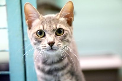 פיצי חתולה לאימוץ אגודת צער בעלי חיים בישראל