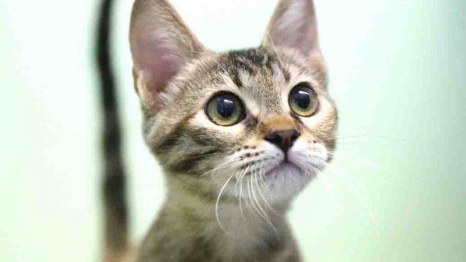 לילי חתולה לאימוץ אגודת צער בעלי חיים בישראל