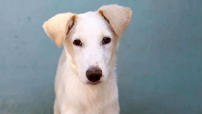 צ'ק כלב לאימוץ אגודת צער בעלי חיים בישראל