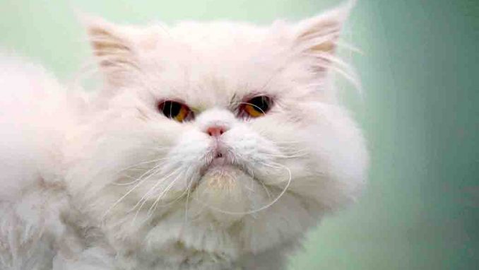 ג'וני חתול לאימוץ אגודת צער בעלי חיים בישראל