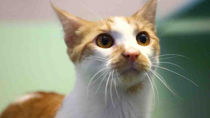 זורו חתול לאימוץ אגודת צער בעלי חיים בישראל