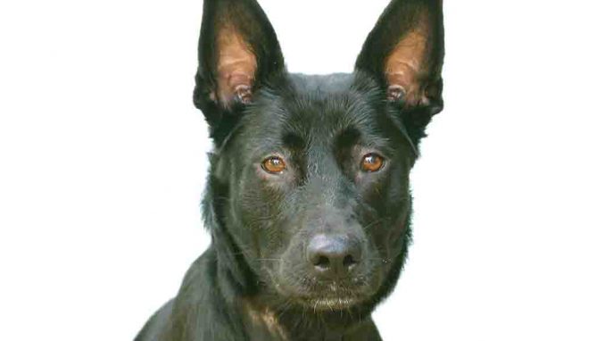 שדון כלב לאימוץ אגודת צער בעלי חיים בישראל