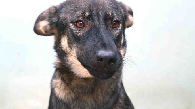 רומי כלבה לאימוץ אגודת צער בעלי חיים בישראל