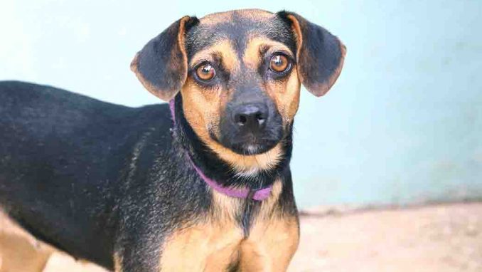 לאקי כלבה לאימוץ אגודת צער בעלי חיים בישראל